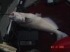 23 lb blue cat.JPG