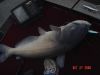 25 lb blue cat.JPG