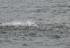 IMG_2111-2.JPG