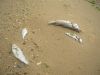 dead%20fish%205.jpg